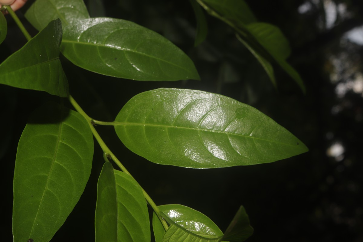 Cestrum nocturnum L.